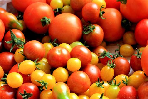 rotmg tomato|Tomato .